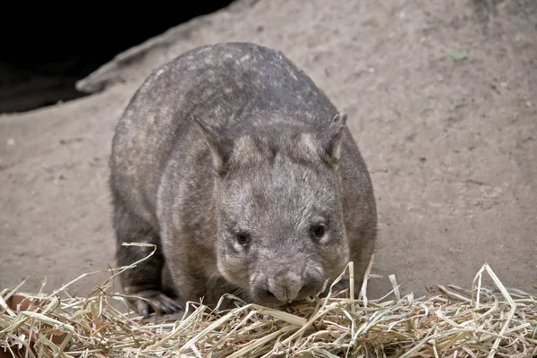 Hairy Nosed Wombat Het Eten Van Stro — Stockfoto