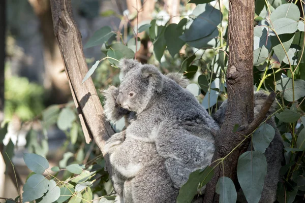 Koala Joey Rijden Haar Moeders Rug — Stockfoto