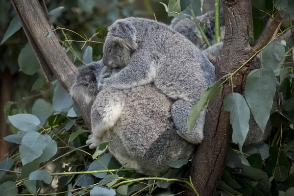 Koala Porte Son Joey Sur Son Dos — Photo