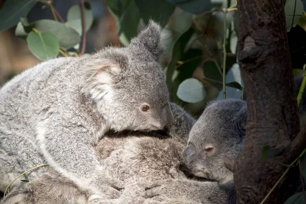 Los Joey Koalas Acurrucan Juntos Árbol — Foto de Stock