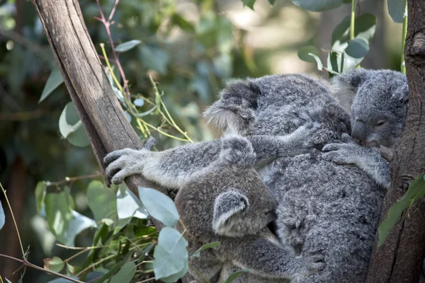 Die Koala Mutter Kümmert Sich Zwei Kinder — Stockfoto