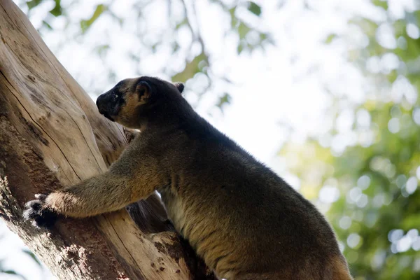 the Lumholtz\'s tree kangaroo is climbing up a tree