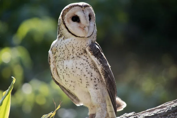 Masked Owl Standing Tree Branch — Stock Photo, Image