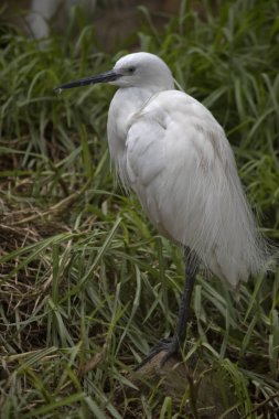 Bu bir çim küçük ak balıkçıl yan görünümüdür