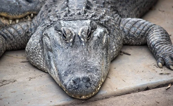 Jest Blisko Krokodyl Amerykański — Zdjęcie stockowe