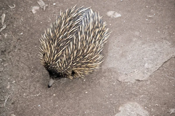 Echidna Szuka Mrówki Jedzenia — Zdjęcie stockowe