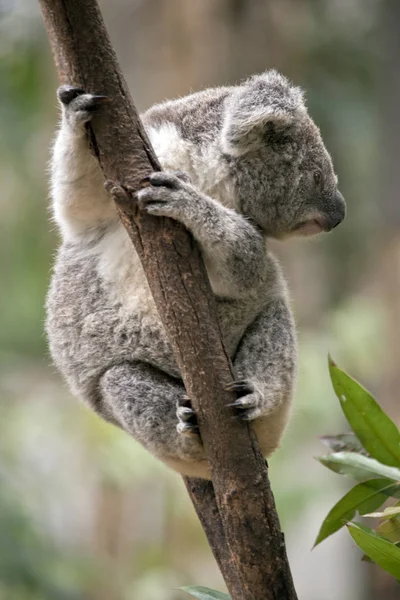 Joey Koala Está Subindo Uma Árvore — Fotografia de Stock