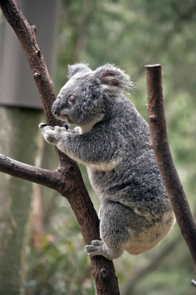 Joey Koala Sta Salendo Albero — Foto Stock