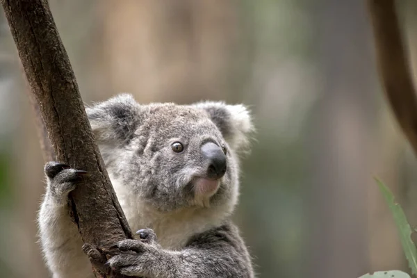 Est Gros Plan Joey Koala — Photo