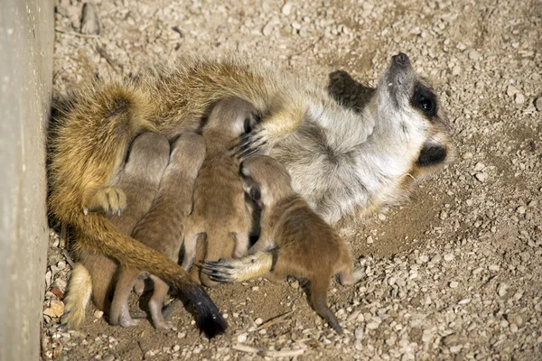 Meerkat Dagen Oude Baby Zijn Het Voederen Van Melk Van — Stockfoto