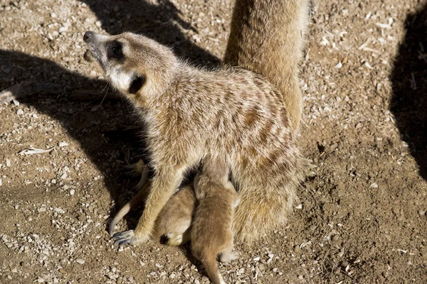 Meerkat 아기는 어머니 토에서 우유를 — 스톡 사진
