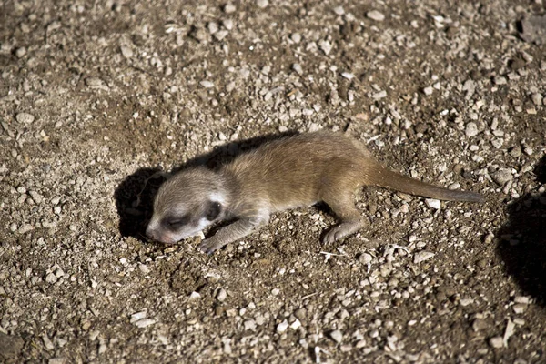 Meerkat Hari Bayi Tua Tergeletak Tanah — Stok Foto