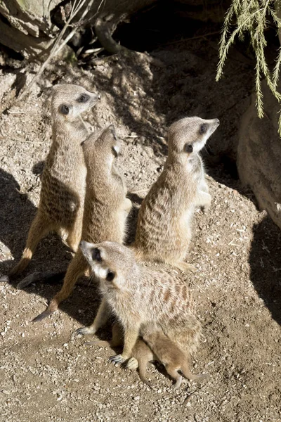 Les Suricates Sont Garde Tandis Que Mère Nourrit Ses Bébés — Photo