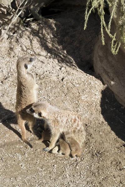 Meerkats는 그녀의 어머니 Nursers 경비를 — 스톡 사진