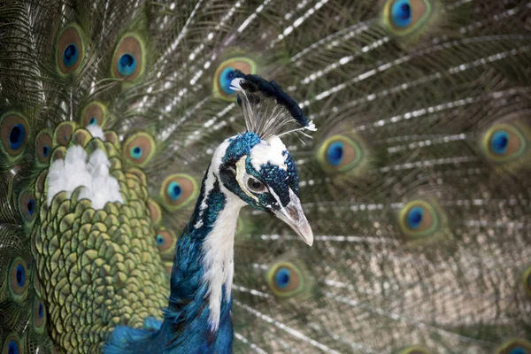 Detta Närbild Påfågel — Stockfoto