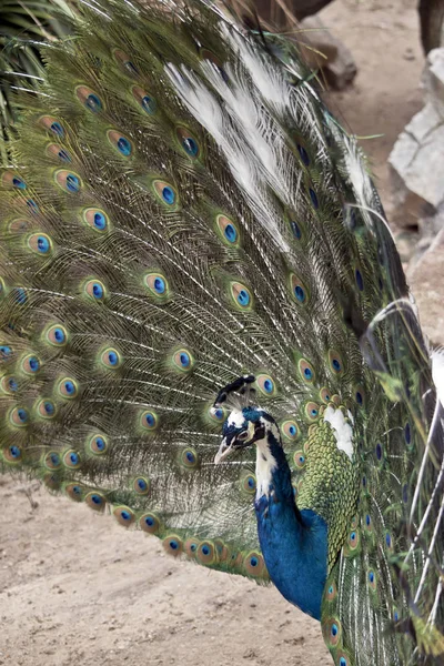 Boční Pohled Páv — Stock fotografie