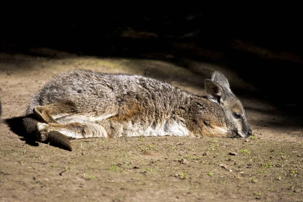 Tammar Wallaby Está Descansando Suelo —  Fotos de Stock