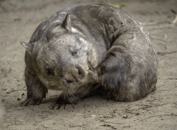 Hairy Nosed Wombat Heeft Een Kras — Stockfoto