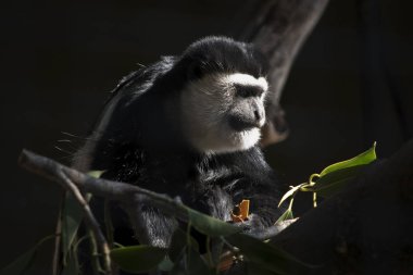 siyah ve beyaz colobus ağaçta dinleniyor