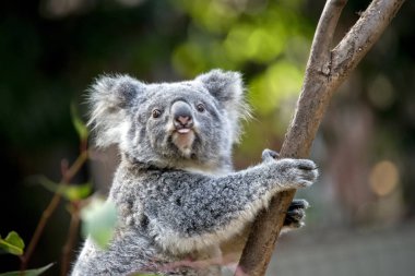 joey koala dilini yapışkanlık dışarı