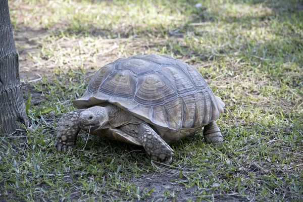 Afrikanska Spurred Sköldpaddan Går Gräs Ätandet — Stockfoto