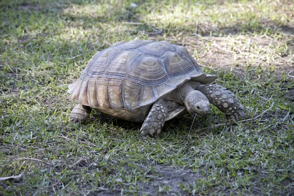 Sarkantyús Teknős Sétál Füvet Eszik — Stock Fotó