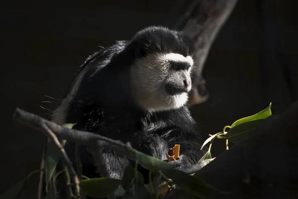 Colobus Noir Blanc Repose Dans Arbre — Photo