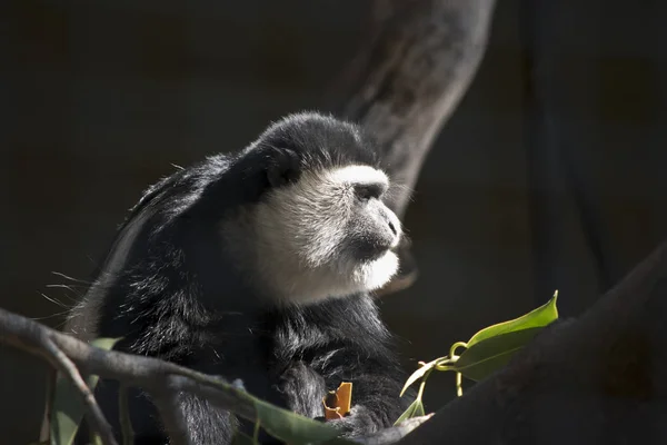 Colobus Noir Blanc Repose Dans Arbre — Photo