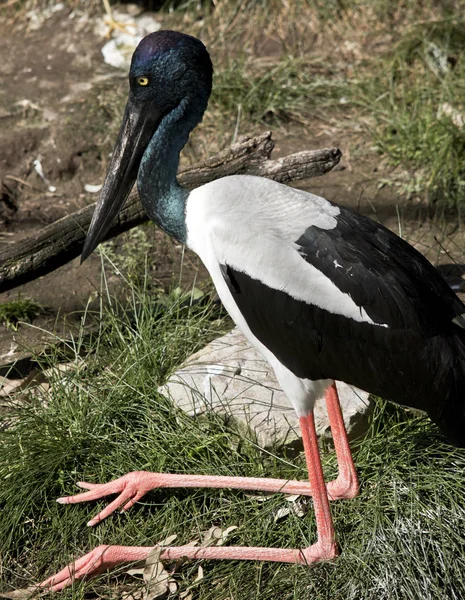 Theblack Ooievaars Necked Rusten Het Gras — Stockfoto