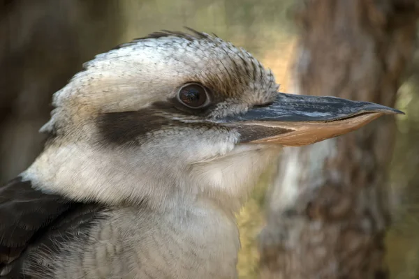 Close Blue Winged Kookaburra — Stock Photo, Image