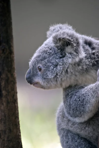 Este Close Joey Koala — Fotografia de Stock