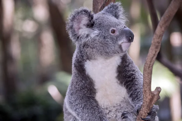 Egy Közeli Fel Egy Joey Koala — Stock Fotó