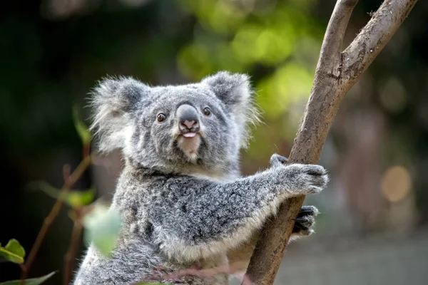 Joey Koala Jest Wyciągnięty Jego Język — Zdjęcie stockowe