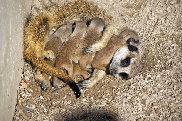 Meerkat Dagen Oude Baby Zijn Het Voederen Van Melk Van — Stockfoto