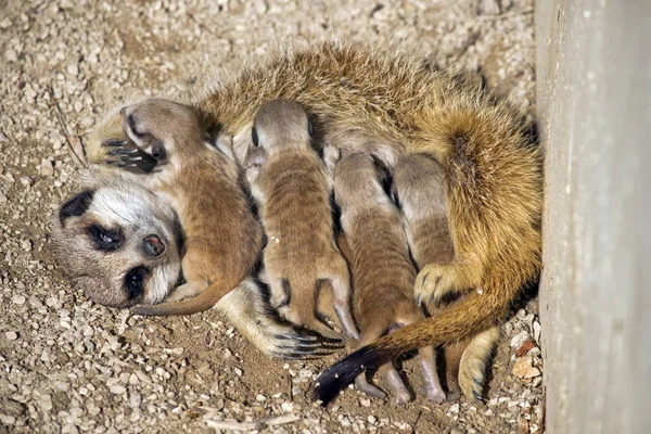 Meerkat Dagen Oude Baby Zijn Het Voederen Van Melk Van — Stockfoto