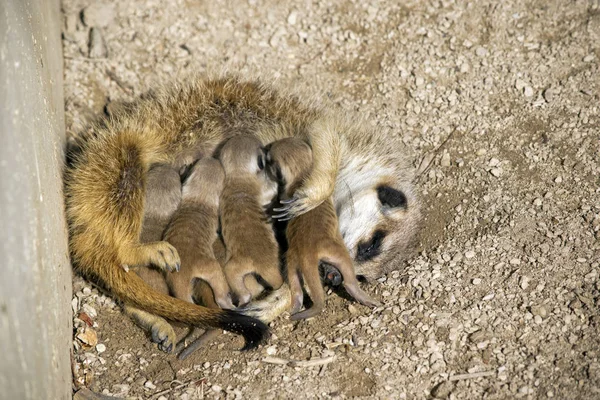 Meerkat Dagen Oude Baby Zijn Het Voederen Van Melk Van — Stockfoto