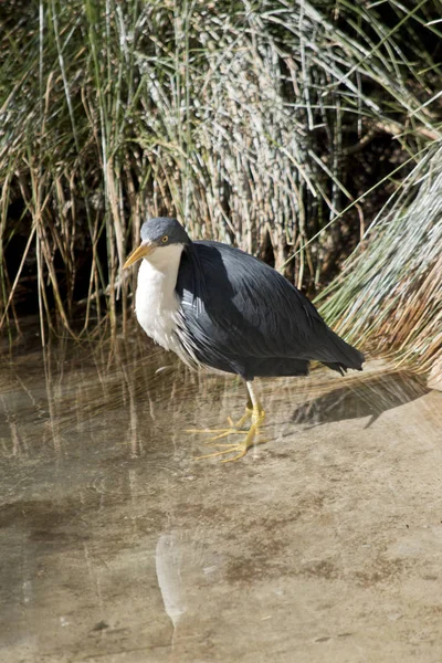 Garza Espiada Está Parada Agua — Foto de Stock