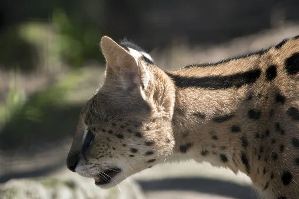 Serval Een Gevlekte Kat Van Zuid Afrika — Stockfoto
