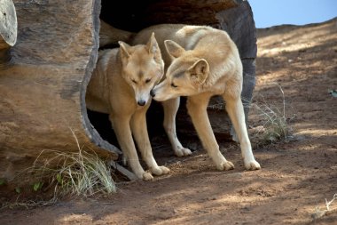 thje dingos yaşlı bir ağaç ahşap bir Hollow'da vardır