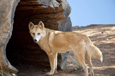 Altın dingo güneşten uzak almak için ağaç oyuk içine gidiyor
