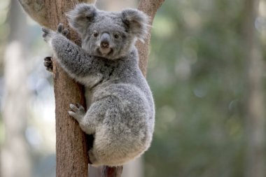 joey koala ağacı gitmek çalışıyor