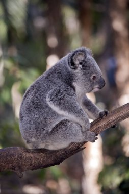 Bu Joey Koala 'nın yan görüntüsü.