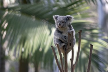 joey koala bir ağaç tepesinde olduğunu