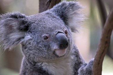 Bu bir Koala 'nın yakın çekimi.