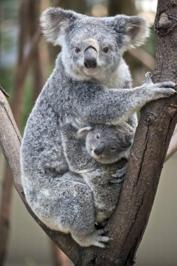 koala bir ağaç çatal onun joey sonra arıyor