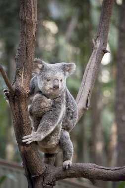 koala ona joey taşıyan ağaca tırmanıyor