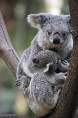 koala oin bir ağaç çatal midesini tutarak onun joe ile dinleniyor