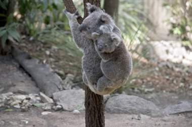 geri o ağaca tırmanıyor iken joey koala onun anneler biniyor