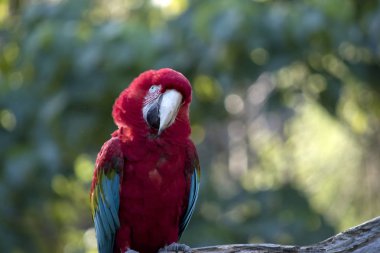 scarlet Amerika papağanı serinlemek için onun tüyleri ruffling