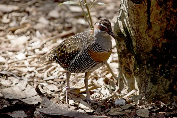 Buff Banded Rail Está Andando Lascas Madeira — Fotografia de Stock